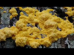 Attēlu rezultāti vaicājumam “Fuligo septica cf. septica”