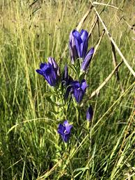 Attēlu rezultāti vaicājumam “Gentiana pneumonanthe flower”