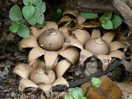 Attēlu rezultāti vaicājumam “Geastrum”