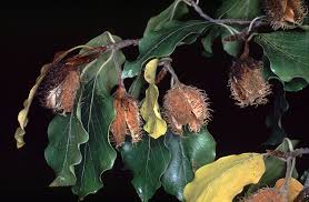 Attēlu rezultāti vaicājumam “Fagus sylvatica fruit”