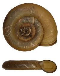 Attēlu rezultāti vaicājumam “Planorbis planorbis”