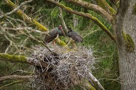 Attēlu rezultāti vaicājumam “Ciconia nigra adult”