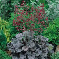 Image result for Heuchera `Swirling Fantasy`