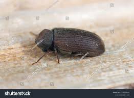 Attēlu rezultāti vaicājumam “Anobium pertinax”