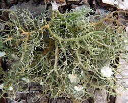 Attēlu rezultāti vaicājumam “Usnea subfloridana”