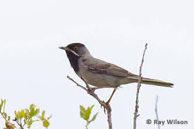 Image result for Sylvia rueppelli