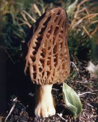 Attēlu rezultāti vaicājumam “Morchella sp.”