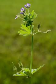Attēlu rezultāti vaicājumam “Geranium molle flower”