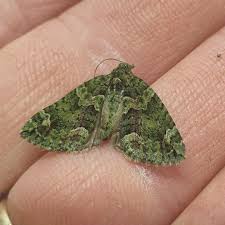 Attēlu rezultāti vaicājumam “Tholera decimalis male”