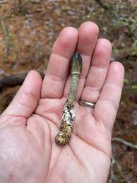 Attēlu rezultāti vaicājumam “Vibrissea decolorans”