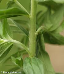 Attēlu rezultāti vaicājumam “Lithospermum officinale”