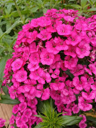 Image result for Dianthus barbatus