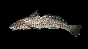Image result for Menticirrhus saxatilis
