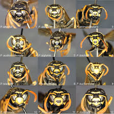 Attēlu rezultāti vaicājumam “Polistes”