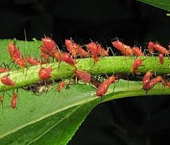 Attēlu rezultāti vaicājumam “Uroleucon hypochoeridis”