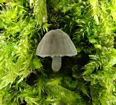 Attēlu rezultāti vaicājumam “Mycena pseudocorticola”