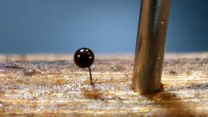 Attēlu rezultāti vaicājumam “Comatricha sp.”