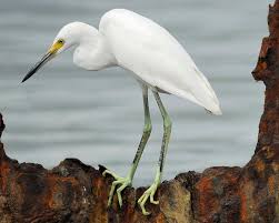 Image result for Egretta thula