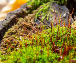 Attēlu rezultāti vaicājumam “Atrichum undulatum”