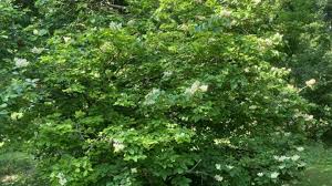 Attēlu rezultāti vaicājumam “Syringa reticulata subsp. amurensis leaf”