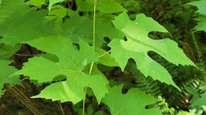 Attēlu rezultāti vaicājumam “Vitaceae”