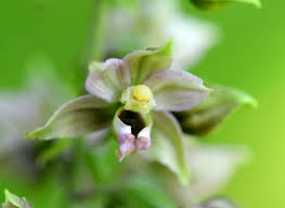 Attēlu rezultāti vaicājumam “Epipactis helleborine fruit”