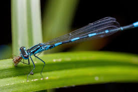 Attēlu rezultāti vaicājumam “Coenagrion pulchellum male”
