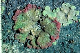 Attēlu rezultāti vaicājumam “Riccia cavernosa”