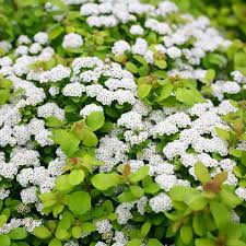 Attēlu rezultāti vaicājumam “Spiraea”
