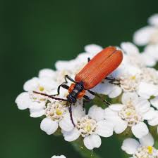 Attēlu rezultāti vaicājumam “Lygistopterus sanguineus”
