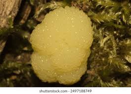 Attēlu rezultāti vaicājumam “Stemonitis fusca plasmodium”