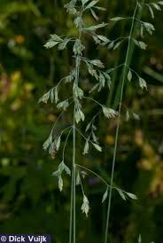 Attēlu rezultāti vaicājumam “Poa trivialis”