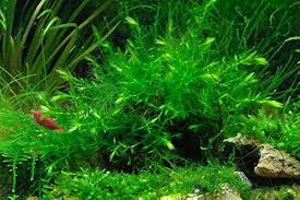 Attēlu rezultāti vaicājumam “Fontinalis antipyretica”