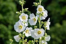 Image result for Stockrose
