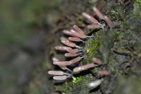 Attēlu rezultāti vaicājumam “Stemonitopsis typhina spores”