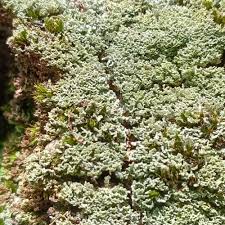 Attēlu rezultāti vaicājumam “Cladonia caespiticia”