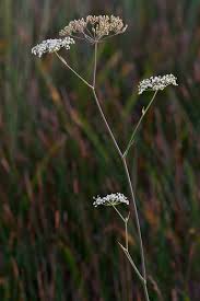 Attēlu rezultāti vaicājumam “Stuckenia filiformis flower”