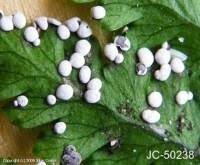 Attēlu rezultāti vaicājumam “Diderma effusum spores”