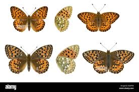 Attēlu rezultāti vaicājumam “Argynnis aglaja underside”