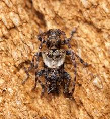 Attēlu rezultāti vaicājumam “Pogonocherus hispidulus”