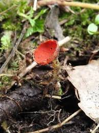 Attēlu rezultāti vaicājumam “Microstoma protracta”