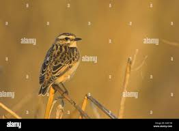 Attēlu rezultāti vaicājumam “Saxicola rubetra juvenile”