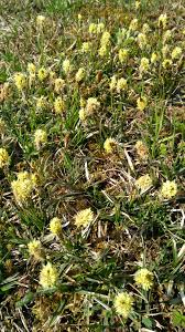Attēlu rezultāti vaicājumam “Carex caryophyllea flower”