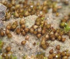 Attēlu rezultāti vaicājumam “Acaulon muticum”