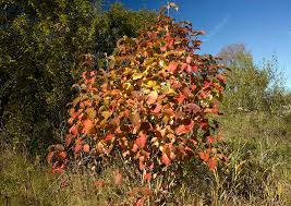 Attēlu rezultāti vaicājumam “Viburnum lantana”