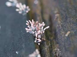 Attēlu rezultāti vaicājumam “Stemonitopsis typhina var. similis”