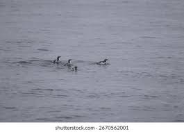 Image result for Brachyramphus perdix