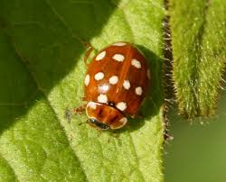 Attēlu rezultāti vaicājumam “Calvia quatuordecimguttata”