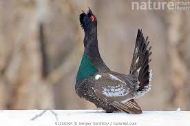 Attēlu rezultāti vaicājumam “Tetrao urogallus male”