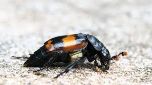 Attēlu rezultāti vaicājumam “Nicrophorus investigator”